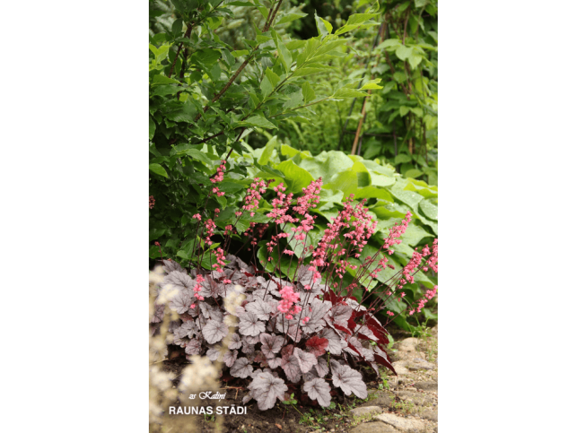 Heuchera   'Milan'